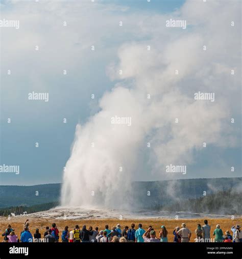 Unrecognizable Tourists Looking At Eruption Of Old Faithful Geyser Hot Spring Yellowstone