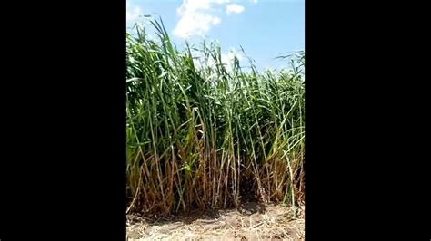 Super Napier Grass Ready For Harvesting Green Fodder For Dairy Farming In Tamil Nadu