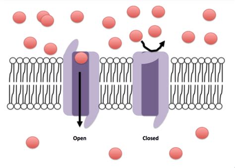 Difference Between Ionotropic And Metabotropic Receptors Glutamate