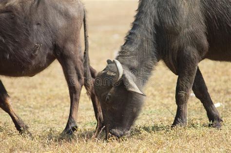 Two Carabao Buffalos Fighting In The Mud On A Stock Photo Image Of