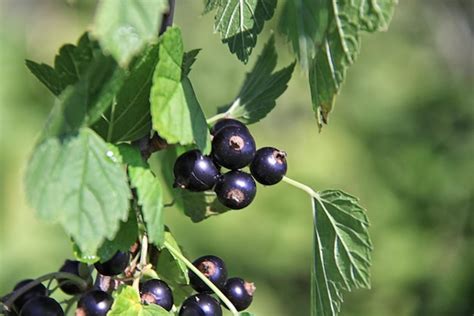 Premium Photo Black Currant