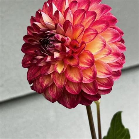 Dahlia Tahoma Vivian In The Dahlias Database