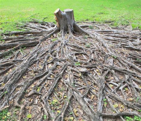 How To Remove Tree Roots From Lawn W O Killing The Tree