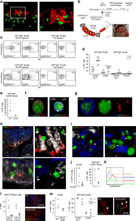 Peyers Patch M Cells Provide Antigen Specific B Cells With Luminal