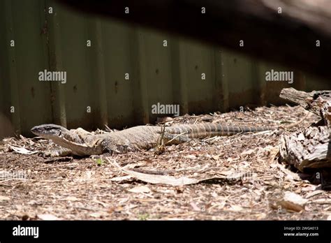 Rosenbergs Monitor Lizards Have Elongated Head And Neck A Relatively