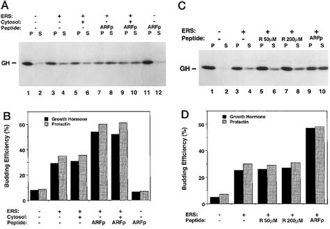 The ARF 1 N Terminal Peptide Stimulates Budding Of Nascent Secretory