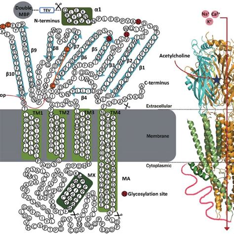 Recombinant Expression Of The Human Nachr In Hek F Cells A A