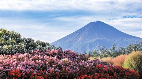 Mountain Japan Japanese Flowers Nature Spring Scenery Fuji HD