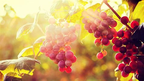 Grape Vineyard Wallpapers Wallpaper Cave