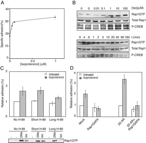 Stimulation of the β2 AR with isoproterenol induces cell adhesion A