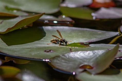 Wasp Hornet Leaves - Free photo on Pixabay