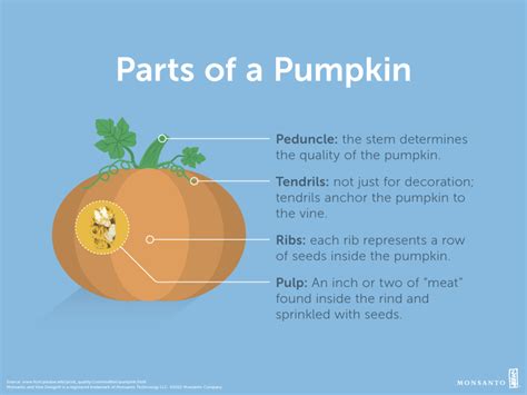 From Pulp To Peduncle Parts Of A Pumpkin Brandie Piper