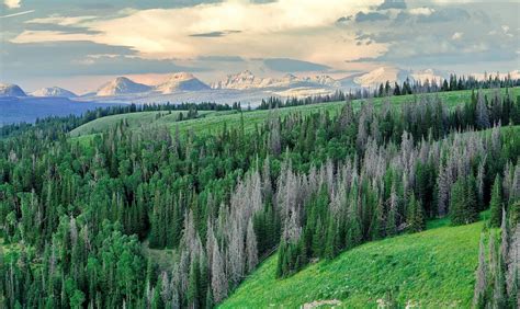 Uinta Wasatch Cache National Forest