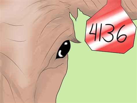 How to Tell if a Cow or Heifer Is Pregnant: 8 Steps - wikiHow