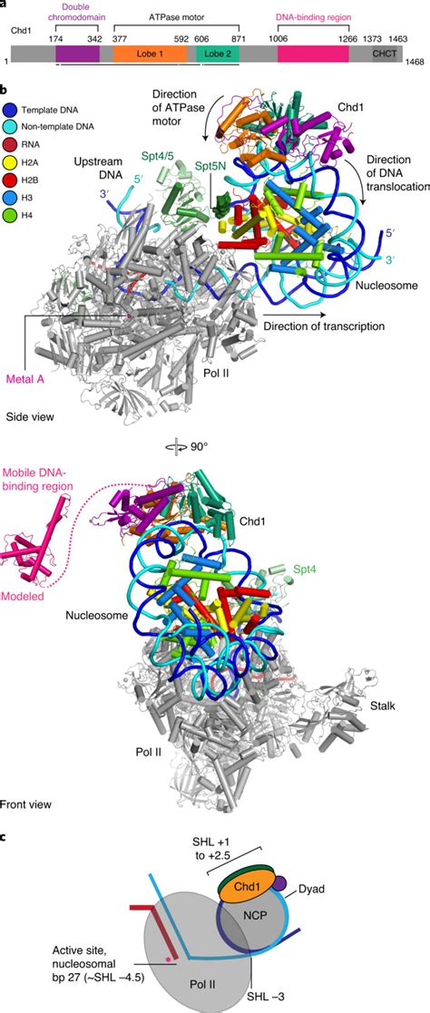 Structural Basis Of Nucleosome Transcription Mediated By Chd1 And FACT