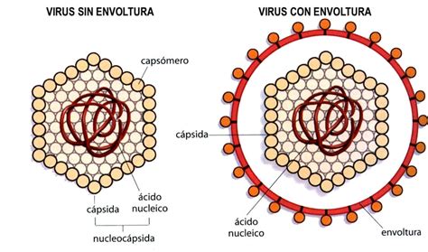 ¿qué Son Los Virus Sólo Es Ciencia