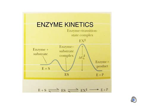 Ppt Enzyme Kinetics Powerpoint Presentation Free Download Id5495001