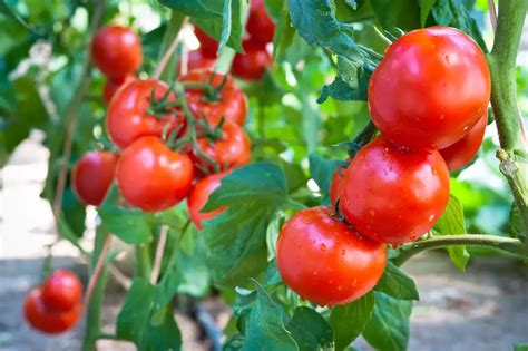 Tomaten Im Topf Auf Dem Balkon Pflanzen Und Anbauen