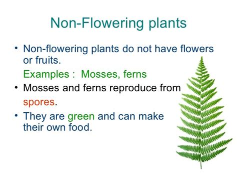 Non Flowering Plants Revision