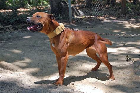 Incredible Redboy Jeep Pitbull Kennels 2022