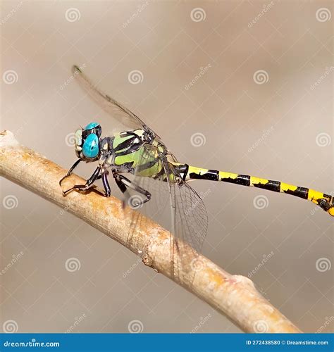 Dragonflies Are A Group Of Insects Belonging To The Odonata Royalty