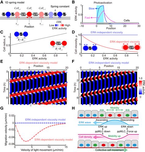 Propagating Wave Of ERK Activation Orients Collective Cell Migration