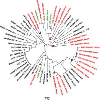 Maximum Likelihood Snp Phylogenetic Tree Inferred Using Raxml The