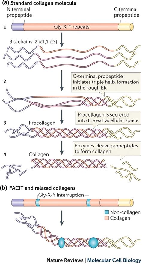 Collagen Structure And Formation The Standard Collagen Molecule Has