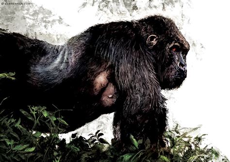 GORILLA A non-fiction book about gorillas. :: Behance