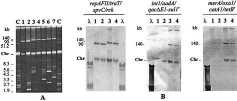 Characterization Of A Self Transferable Plasmid From Salmonella