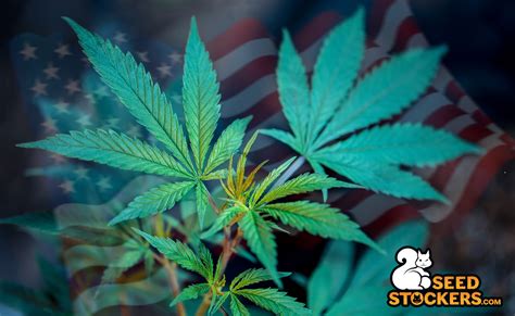 Contras De La Legalización Del Cannabis Weedstockers