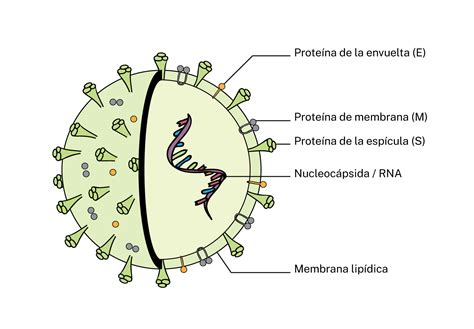 Partes Del Virus Y Su Funcion Dinami