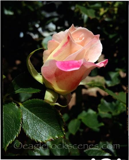 One Perfect Rosebud | Eagle Rock Scenes