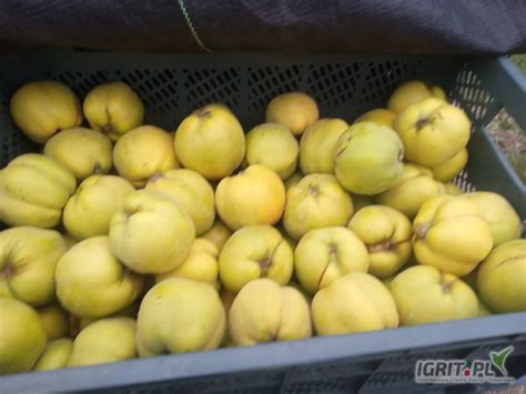 Sprzedam pigwę jabłkową ilość 2400kg świętokrzyskie Modrzewina