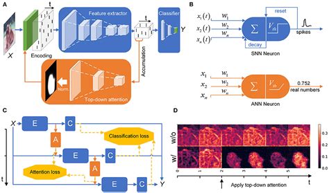 Frontiers Enhancing Spiking Neural Networks With Hybrid Top Down Attention