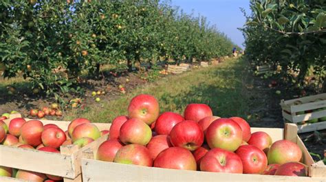 Virtual Apple Orchard Tour, Annual ‘Crunch’ Highlight Wisconsin Farm to ...