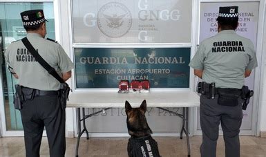 En Culiacán binomios caninos de la GN detectan aparente crystal en