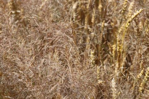 17 Common Windgrass Royalty Free Photos And Stock Images Shutterstock