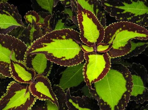 Coleus Saturn Van Swearingen Flickr