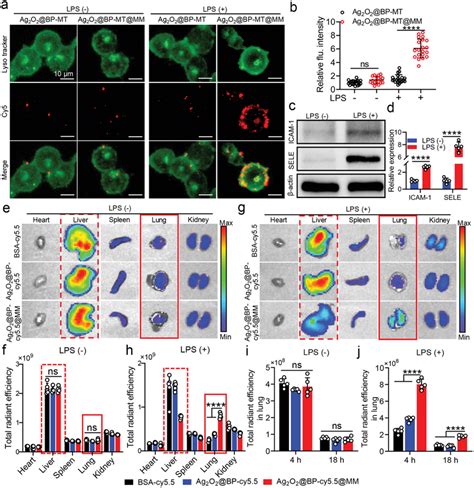 Targeting Ability Of Ag2O2 BPMT MM To Inflamed HUVECs In Vitro And In