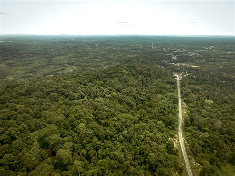 Kangkareng Hitam Yang Semakin Sulit Dijumpai Di Hutan Bangka Belitung