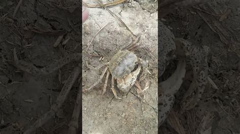 GIANT MUD CRAB Catching Catching Alimango In The Mangroves YouTube