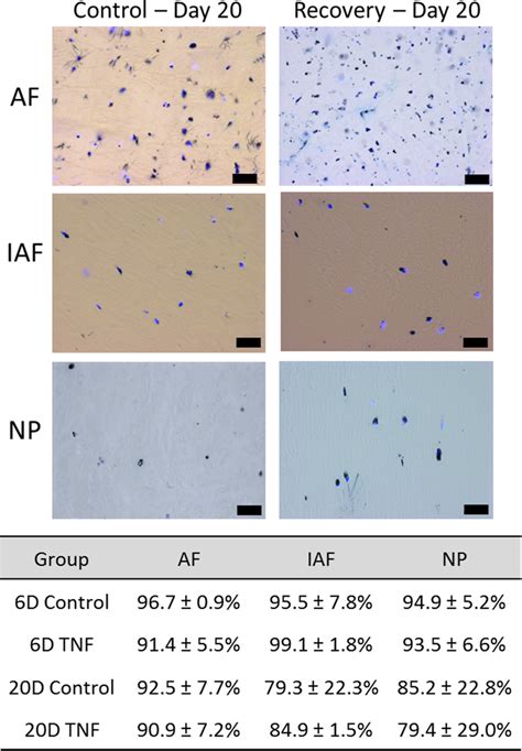 Tissue Viability Representative Viability Images And Quantification Of