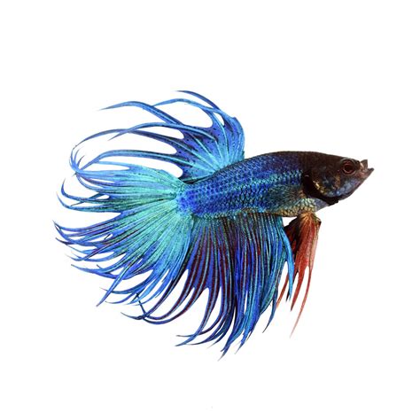 Blue Male Crowntail Betta For Sale Order Online Petco