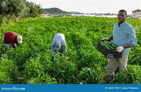 Homem Agricultor Colhendo Pimenta Verde No Campo Imagem De Stock