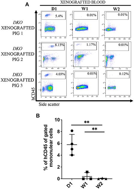 Frontiers Allogeneic And Xenogeneic Lymphoid Reconstitution In A Rag