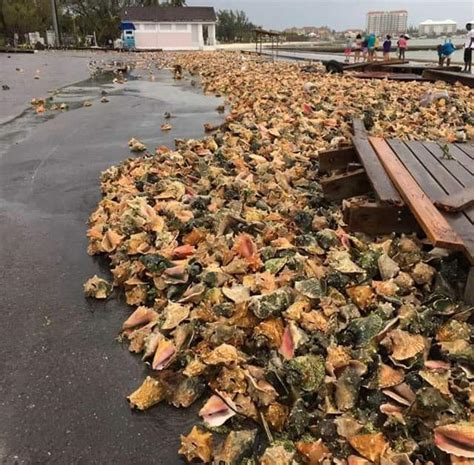 Conch Shells On The Shore Of Nassau Bahamas Post Matthew Rpics