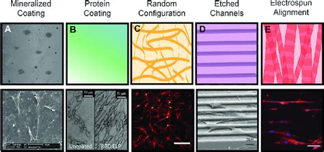 Biomaterial Topography Instructs Msc Adhesion And Alignment To Guide