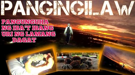 Ep Pangingilaw At Pangunguha Ng Iba T Ibang Uri Mg Sea Shell Youtube