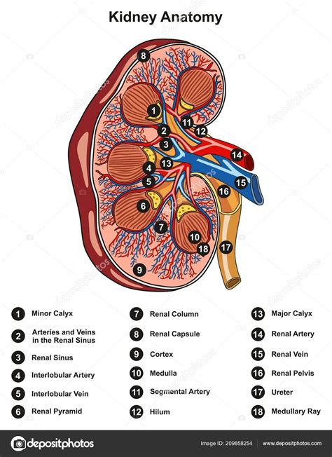 Kidney Structure Diagram Labeled Kidney Diagram Diagram